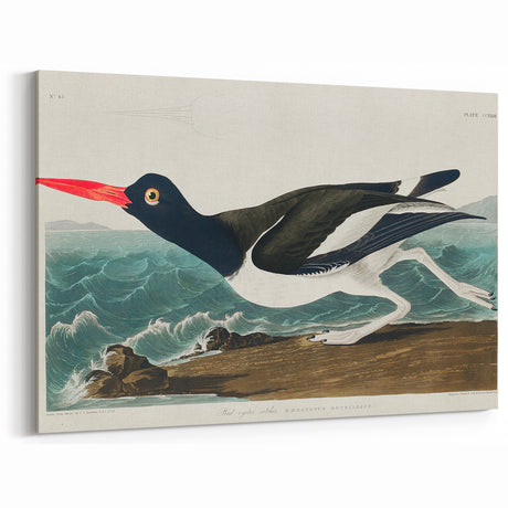 Romanticism Art: Pied Oyster Catcher by John James Audubon