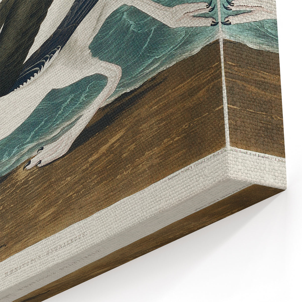 Romanticism Art: Pied Oyster Catcher by John James Audubon
