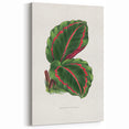 Romanticism Art: Green Corona Plant by Lydon & Fawsett