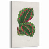 Romanticism Art: Green Corona Plant by Lydon & Fawsett