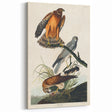 Romanticism Art: Marsh Hawk from Birds of America - Historical Canvas