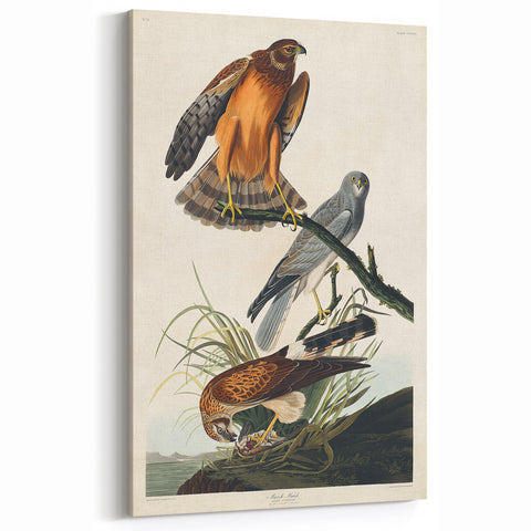 Romanticism Art: Marsh Hawk from Birds of America - Historical Canvas