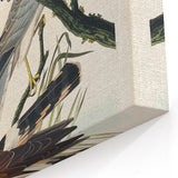 Romanticism Art: Marsh Hawk from Birds of America - Historical Canvas