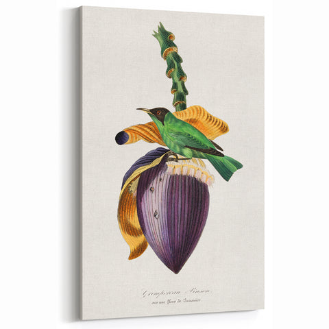 Romanticism Art: Treecreeper Bird by Paul Gervais - Classic Print