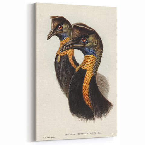Romanticism Art: Cassowary Illustration by Elizabeth Gould - Exotic Print