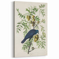 Romanticism Art: American Crow by Audubon - Nature-Inspired Print