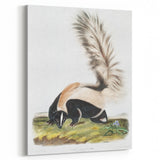 Romanticism Art: Large-tailed Skunk by Audubon - Nature-Inspired Print