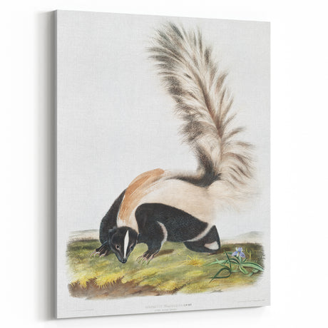 Romanticism Art: Large-tailed Skunk by Audubon - Nature-Inspired Print