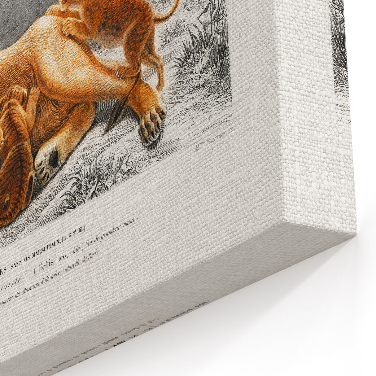 Romanticism Art: Lioness with Cubs by D’Orbigny - Wildlife Canvas