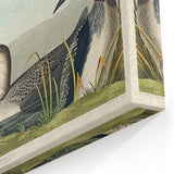 Romanticism Art: Black-Throated Diver Wall Art for Home