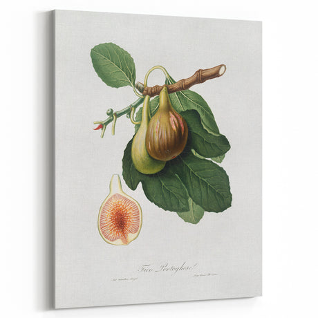 Romanticism Art: Ficus Carica Fig Botanical Wall Art