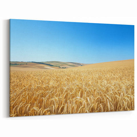 Rural Landscape Canvas - Golden Wheat Field and Bright Blue Sky