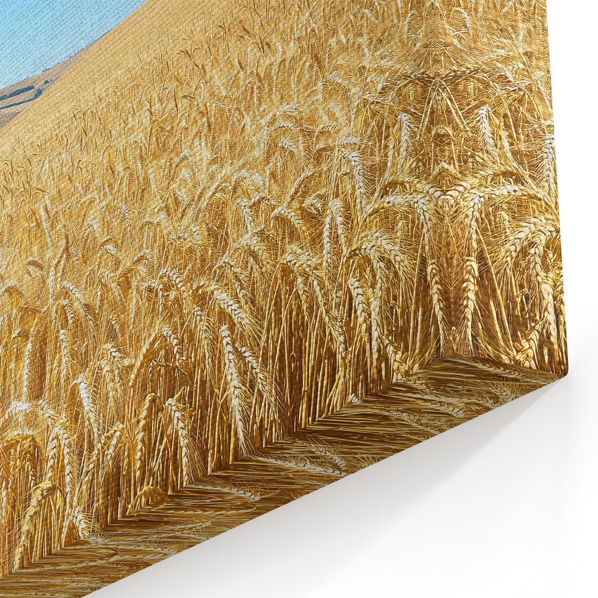 Rural Landscape Canvas - Golden Wheat Field and Bright Blue Sky