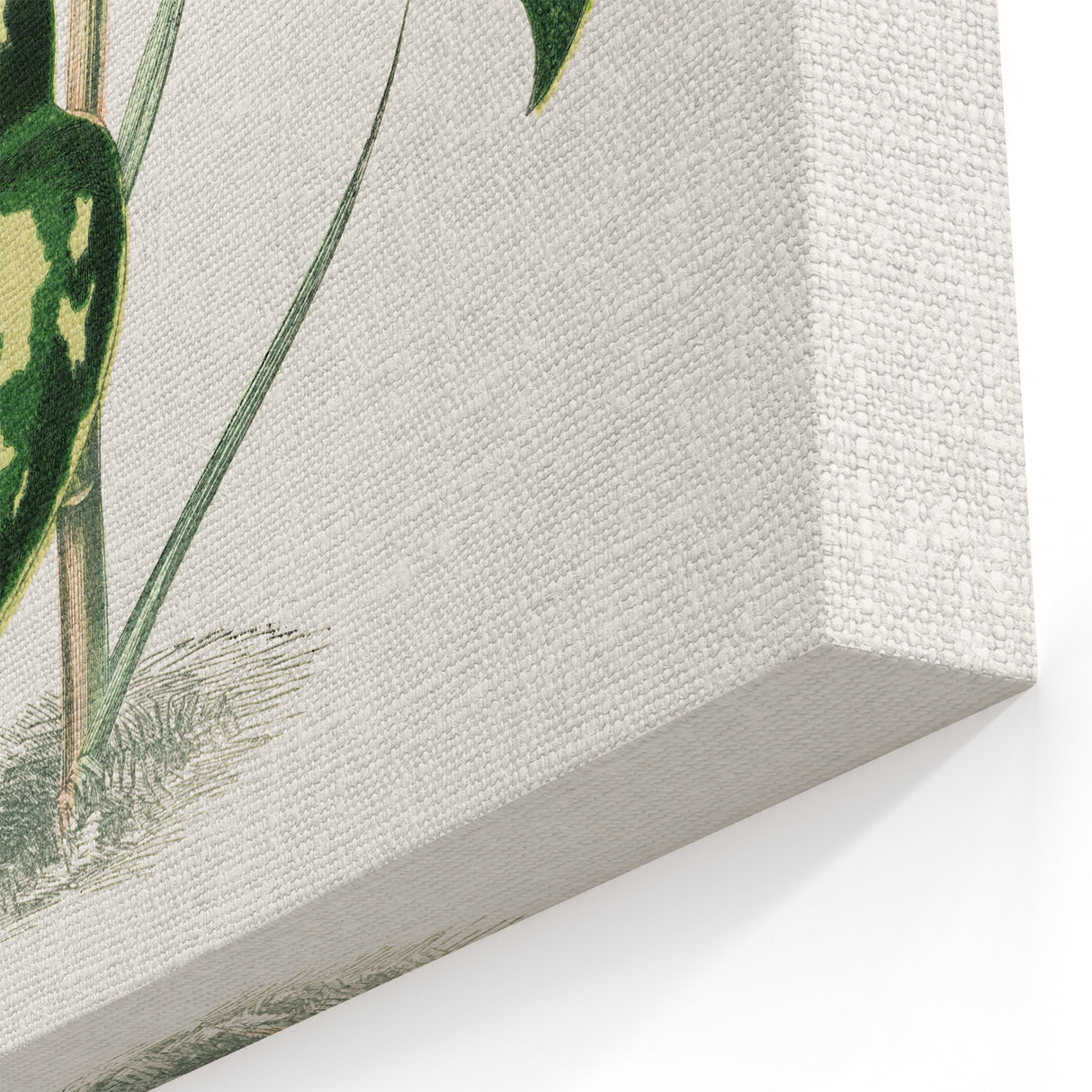 Romanticism Botanical Art: Pothos Argyraea Leaf Print on Canvas