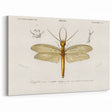Romanticism Art Print: Eastern Dobsonfly Illustration by D'Orbigny