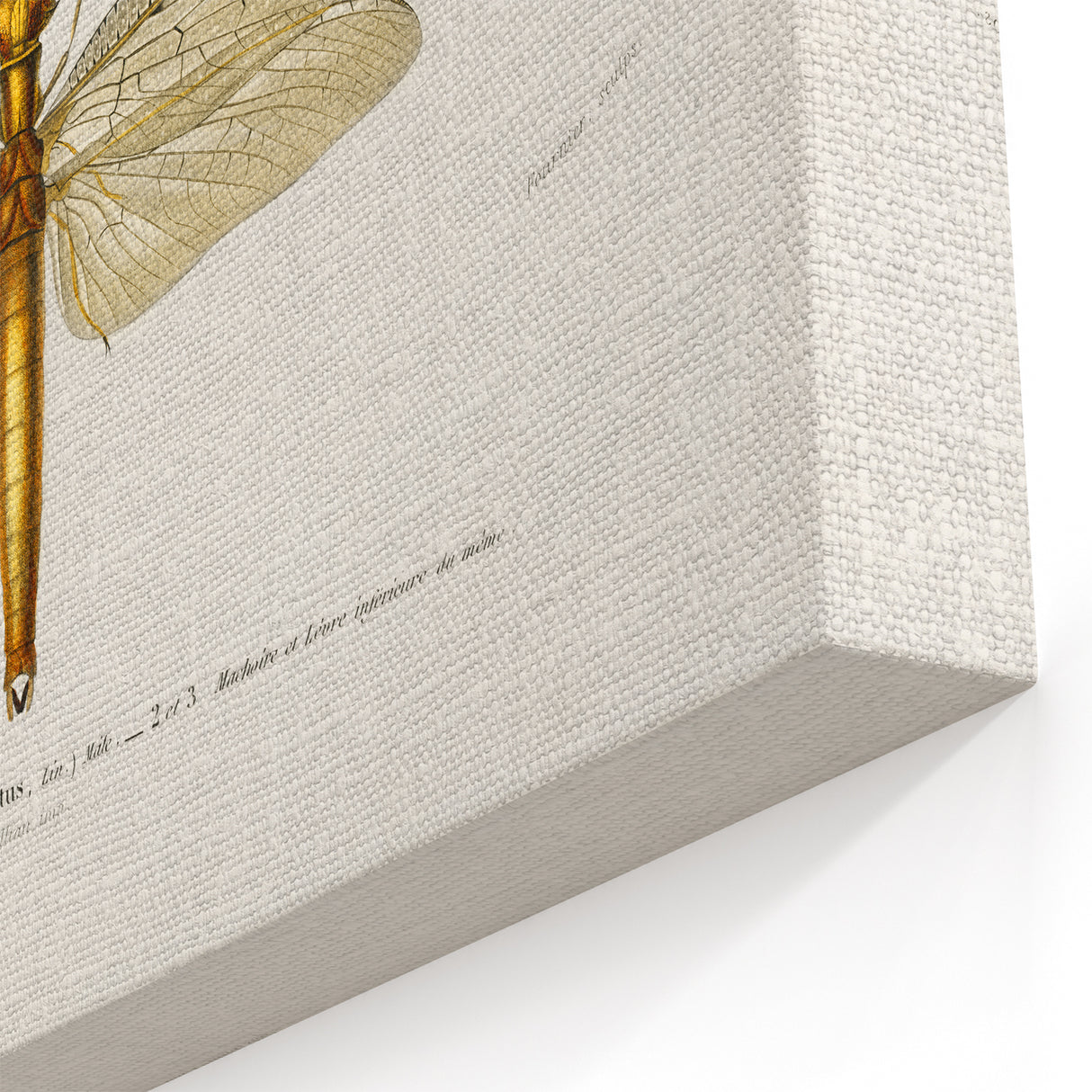 Romanticism Art Print: Eastern Dobsonfly Illustration by D'Orbigny