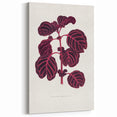 Romanticism Art: "Pink Achyranthes Leaf" Classic Botanical Print