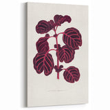 Romanticism Art: "Pink Achyranthes Leaf" Classic Botanical Print