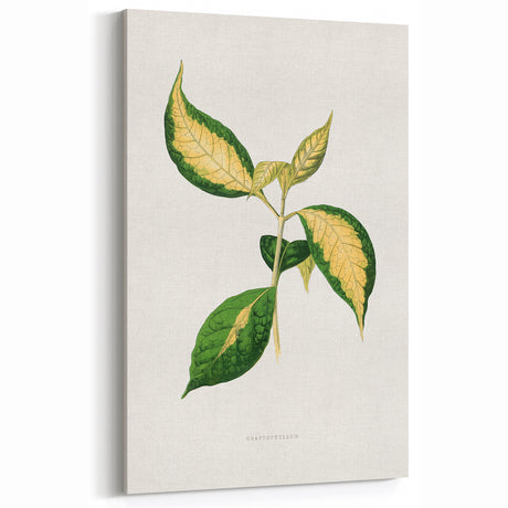Romanticism Art: "Graptophyllum Pictum Leaf" Botanical Canvas Print
