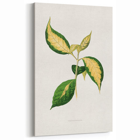 Romanticism Art: "Graptophyllum Pictum Leaf" Botanical Canvas Print