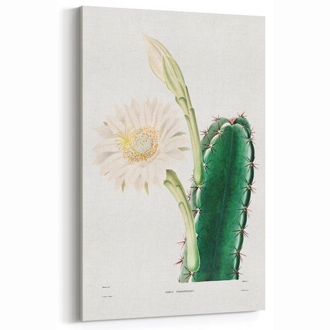 Romanticism Art: "Lady of the Night Cactus" Botanical Canvas Print