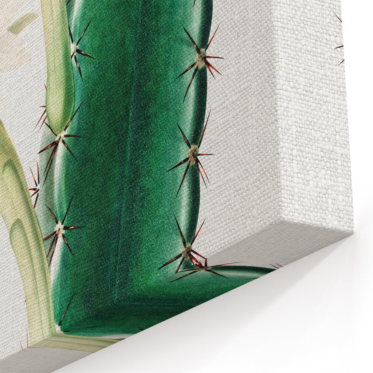 Romanticism Art: "Lady of the Night Cactus" Botanical Canvas Print