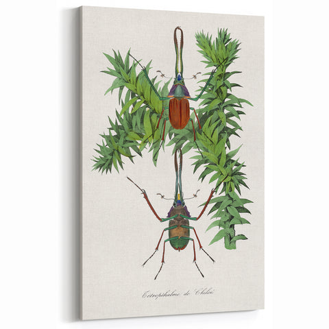 Romanticism Art: "Stag Beetle" Wildlife Botanical Canvas Print