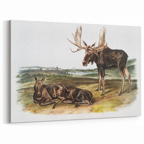 Romanticism Art: "Moose Deer" Wildlife Illustration Canvas Print