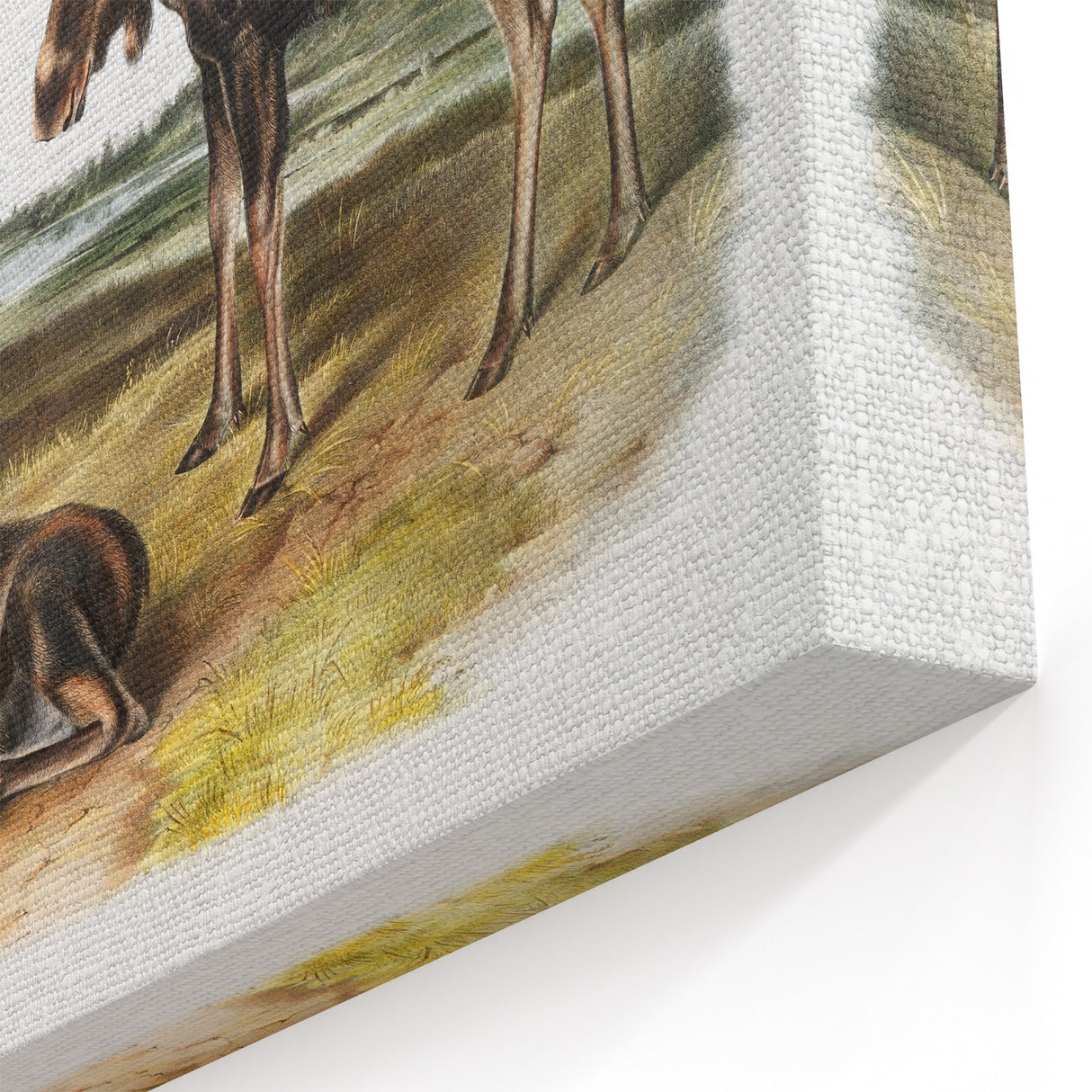 Romanticism Art: "Moose Deer" Wildlife Illustration Canvas Print