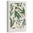 Romanticism Art: "Caterpillars and Chrysalis" Botanical Canvas Print