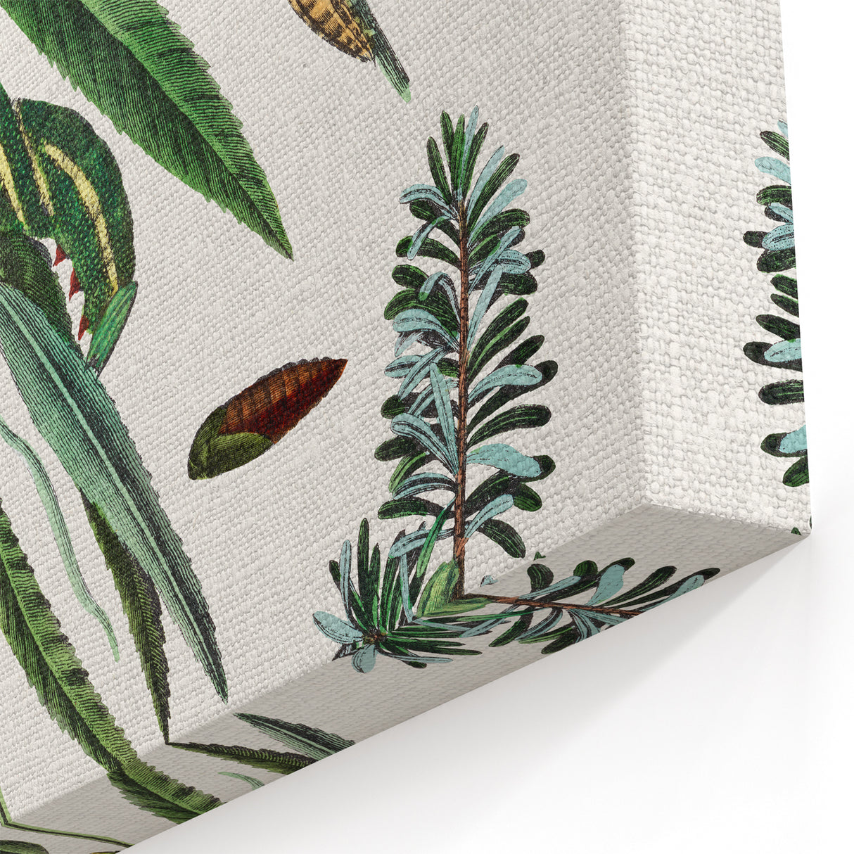 Romanticism Art: "Caterpillars and Chrysalis" Botanical Canvas Print