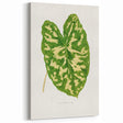 Caladium Pictum Leaf - Romanticism Botanical Canvas Wall Art