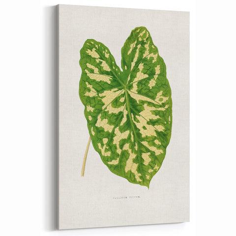 Caladium Pictum Leaf - Romanticism Botanical Canvas Wall Art
