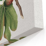 Common Fig Botanical Art - Romanticism Print by Giorgio Gallesio