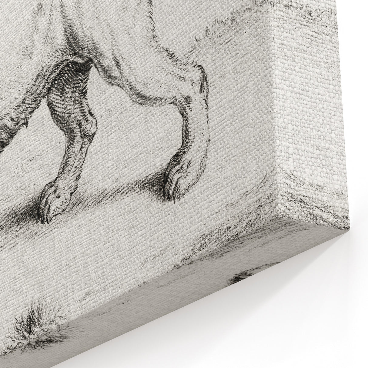 Lion Sketch by Jean Bernard - Romanticism Black and White Wall Art