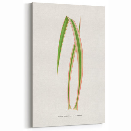 Yucca Aloefolia Leaf - Romantic Botanical Canvas Wall Art