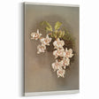 Orchid Botanical Art - Odontoglossum Romanticism Canvas Print