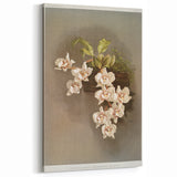Orchid Botanical Art - Odontoglossum Romanticism Canvas Print