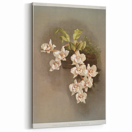 Orchid Botanical Art - Odontoglossum Romanticism Canvas Print