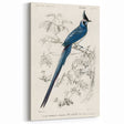 Black-Throated Magpie Jay - Romanticism Bird Illustration Wall Art