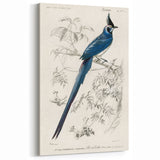 Black-Throated Magpie Jay - Romanticism Bird Illustration Wall Art