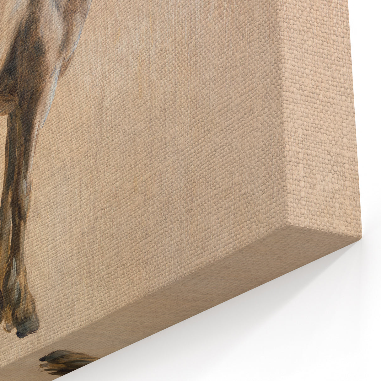 Study of a Grey Horse - Romanticism Art by Jacques-Laurent Agasse