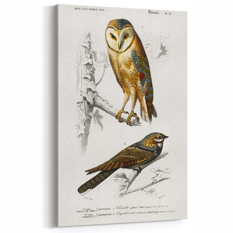 Barn Owl & Nightjar - Romanticism Bird Illustration by Charles d'Orbigny