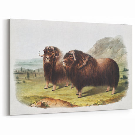Romanticism Art: Classic Musk Ox Illustration on Historical Canvas