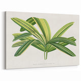 Romantic Art Prints: Broadleaf Lady Palm Botanical Illustration