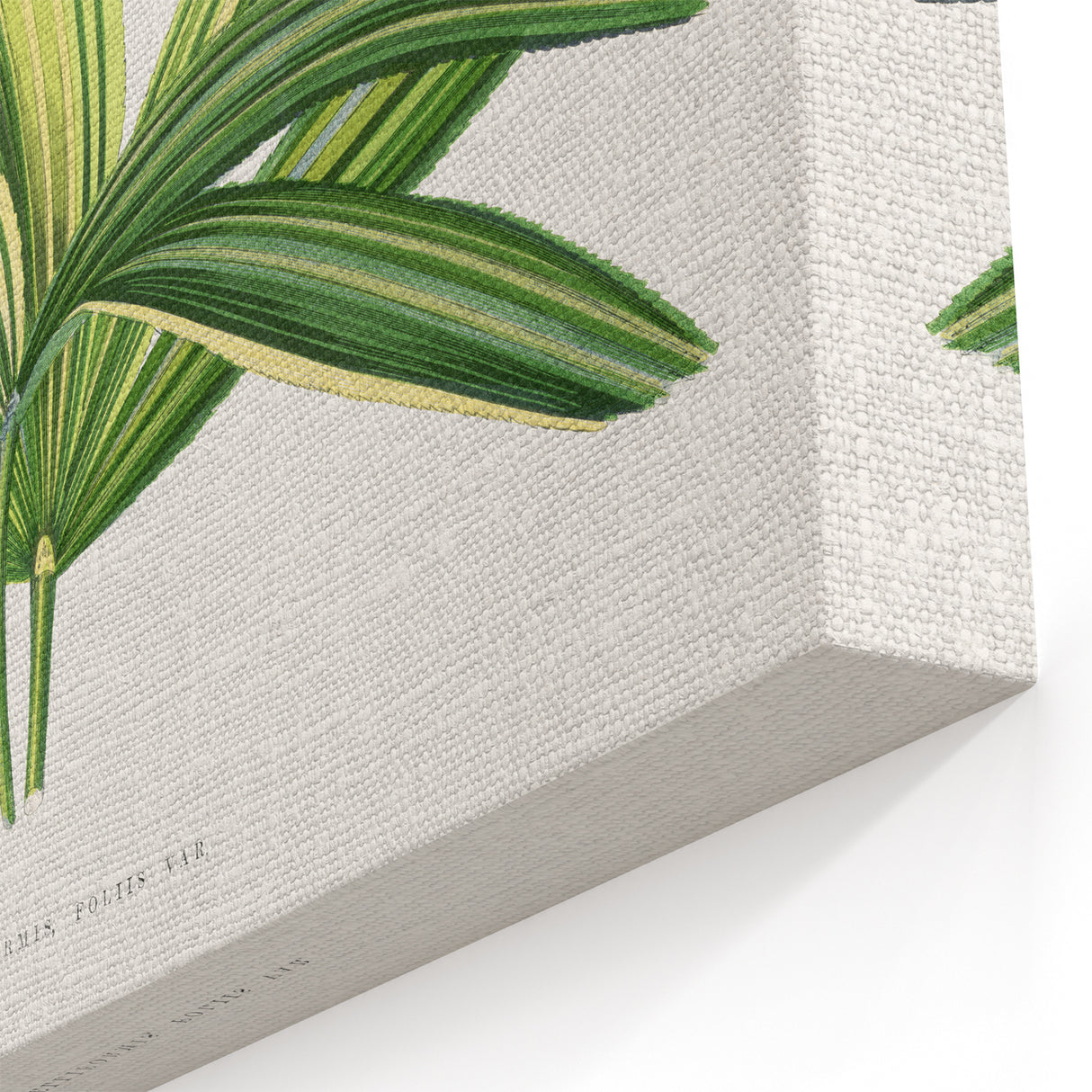 Romantic Art Prints: Broadleaf Lady Palm Botanical Illustration