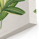Romantic Art Prints: Broadleaf Lady Palm Botanical Illustration