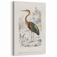 Romantic Art Prints: Purple Heron by Charles Dessalines d'Orbigny
