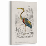 Romantic Art Prints: Purple Heron by Charles Dessalines d'Orbigny