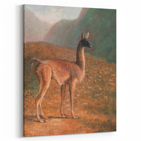 Romanticism Art: Guanaco by Agasse - Classic Wildlife Canvas Print